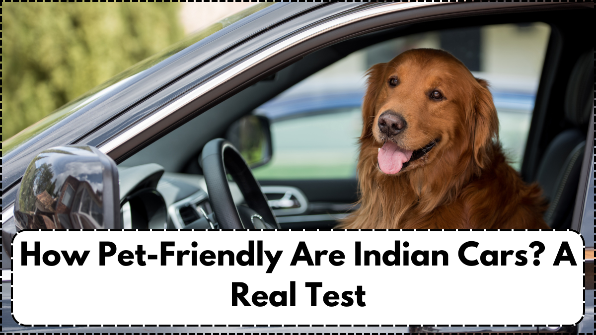 How Pet-Friendly Are Indian Cars? A Real Test